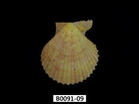 藏品(高貴海扇蛤)的圖片